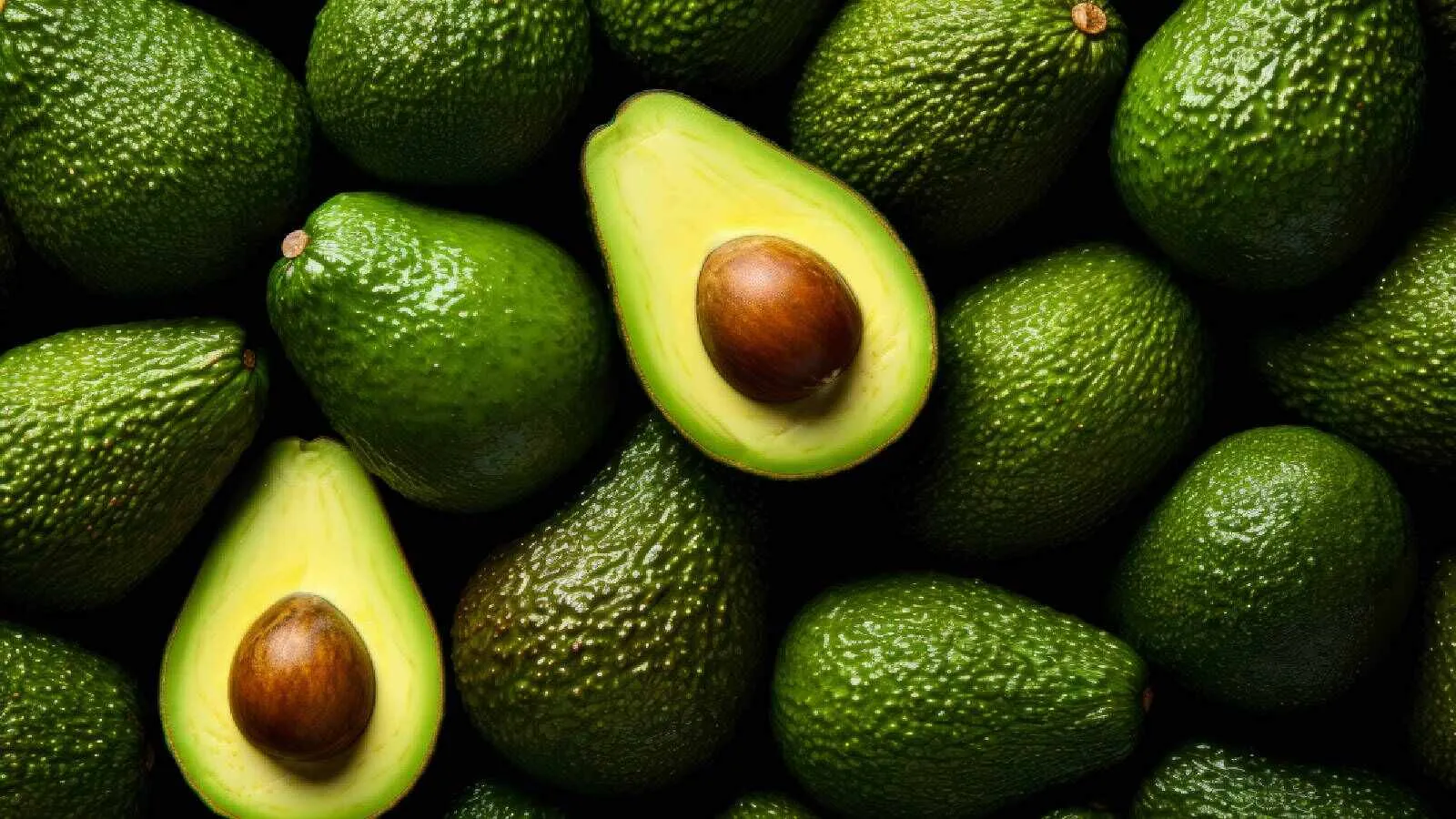 Grafting helps to improve the longevity and yield of the avocado plants
