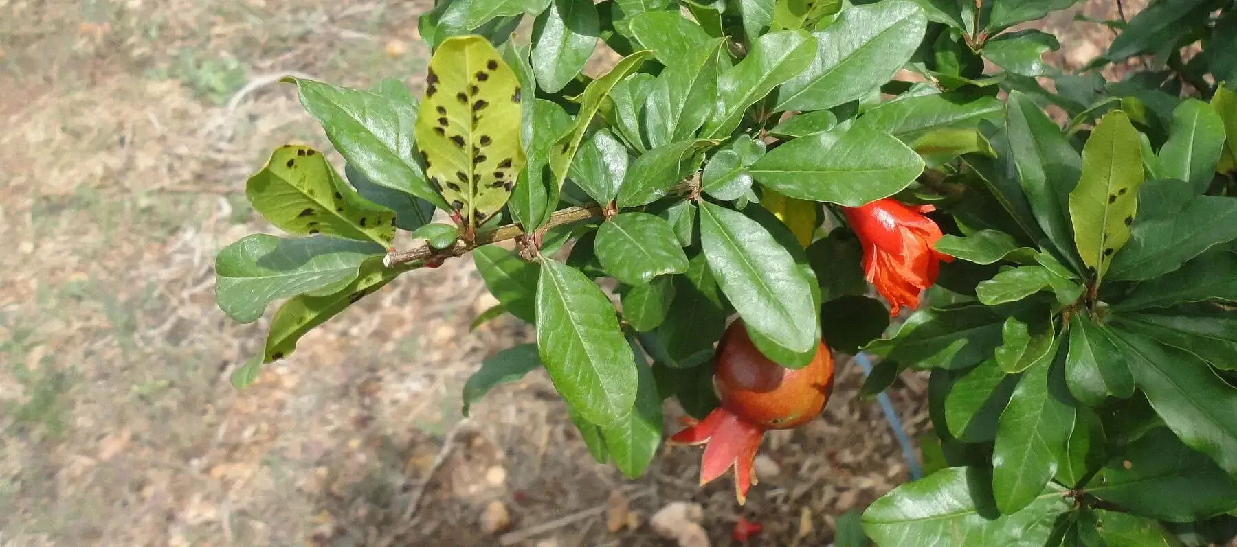 Lizy suggests mixing five millilitres of neem oil with one litre of water and adding some soap to prevent pests