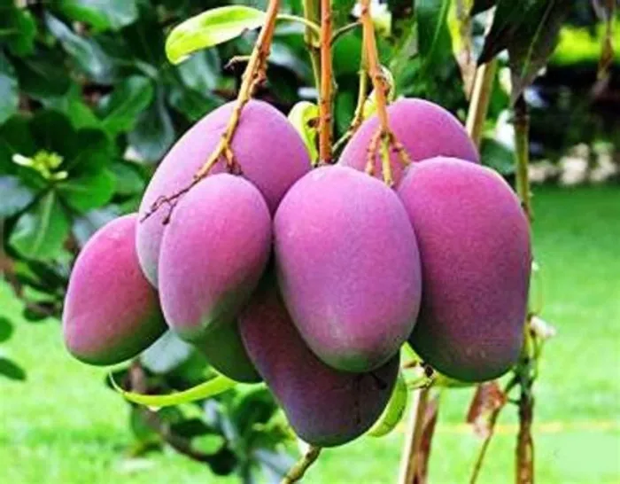 During the growing season, feed the Miyazaki mango plant every 6-8 weeks