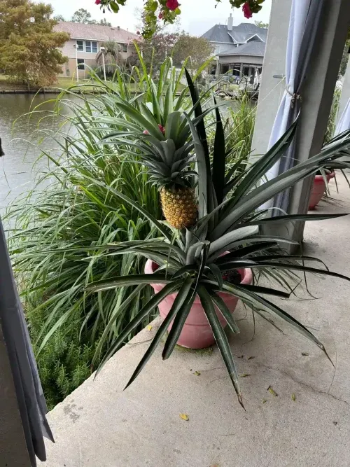 Do not overwater the pineapple plant