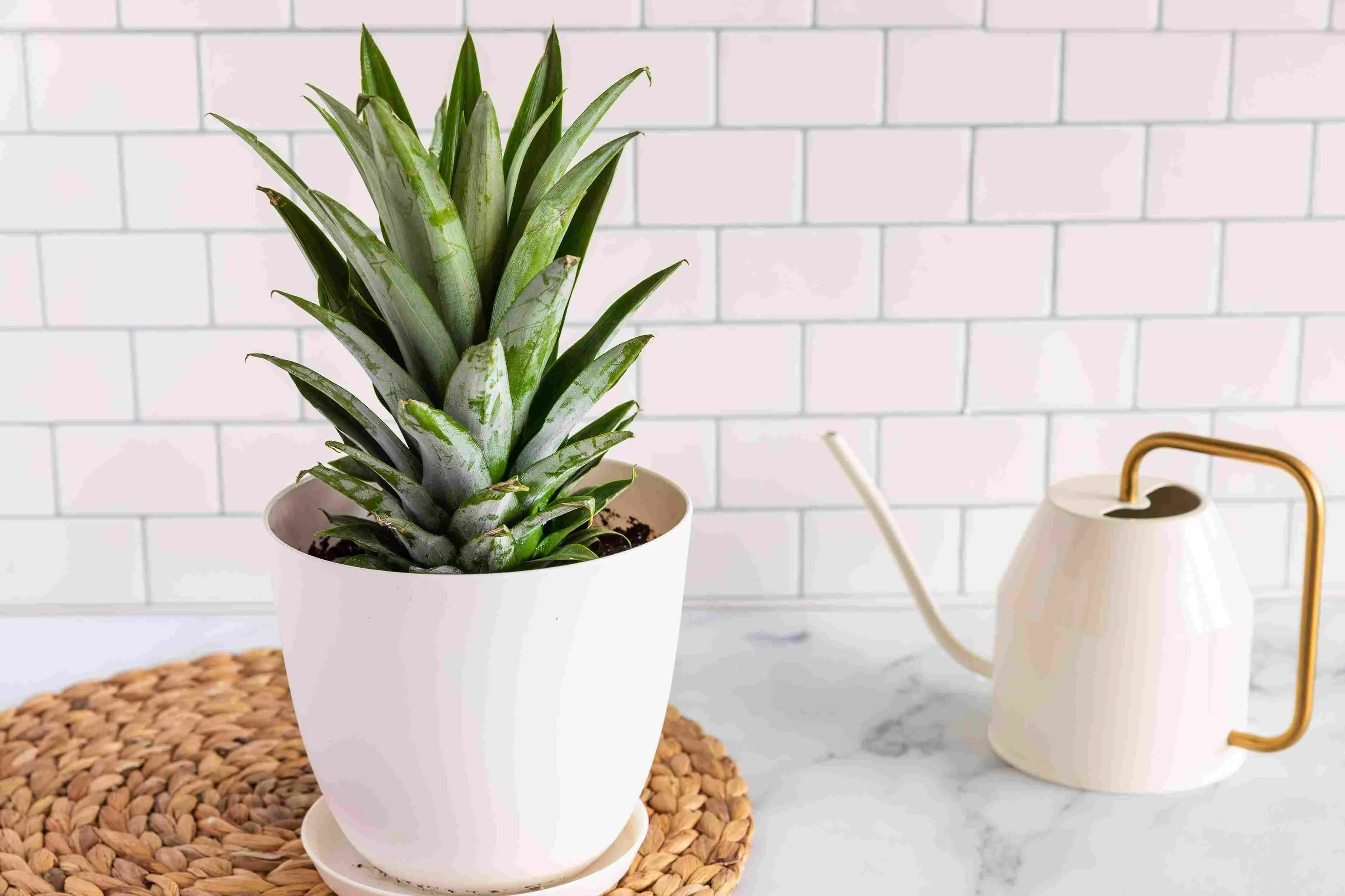 The ideal size of a pot to grow pineapple is between 14 inches and 18 inches
