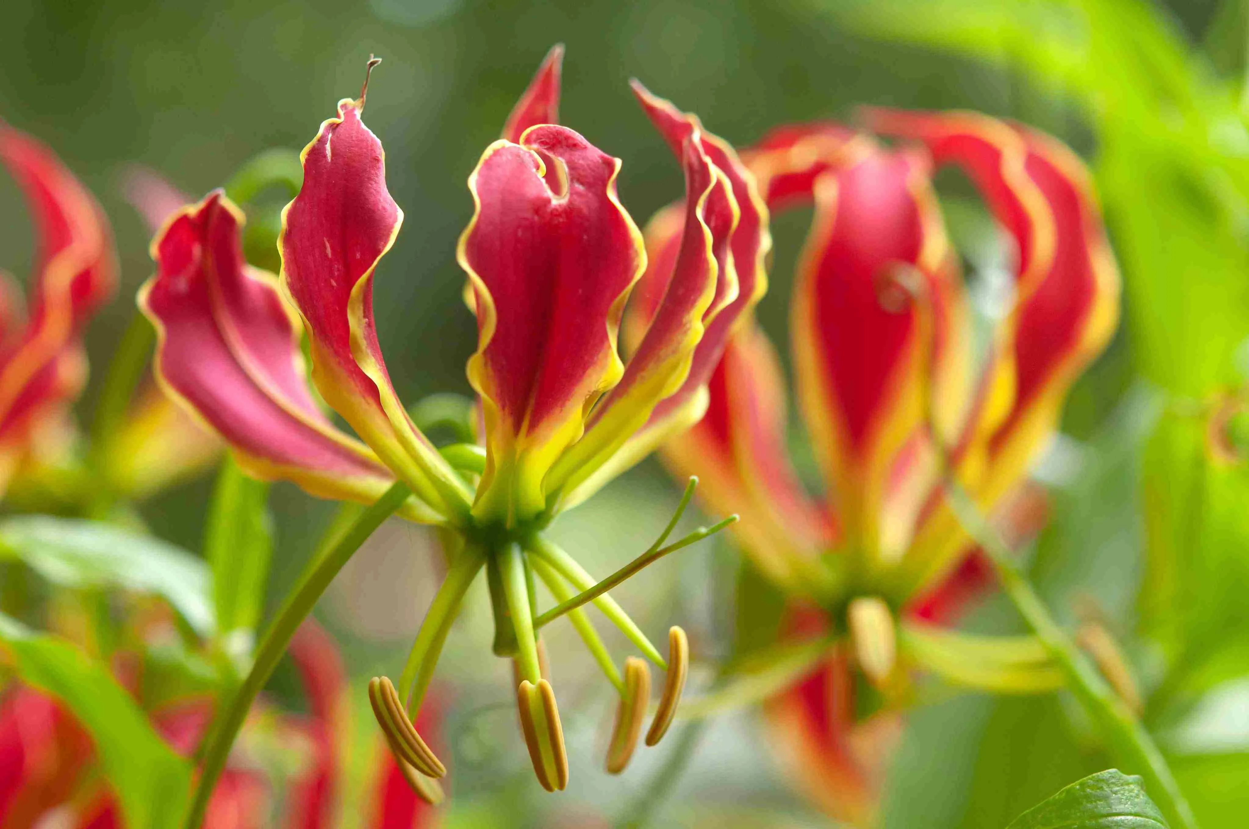 The Flame Lily is native to tropical Asia, including India