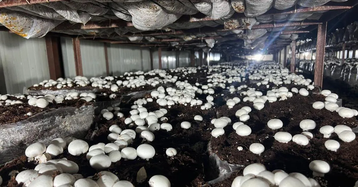 Sonia's farm produces 10 tonnes of mushrooms monthly.