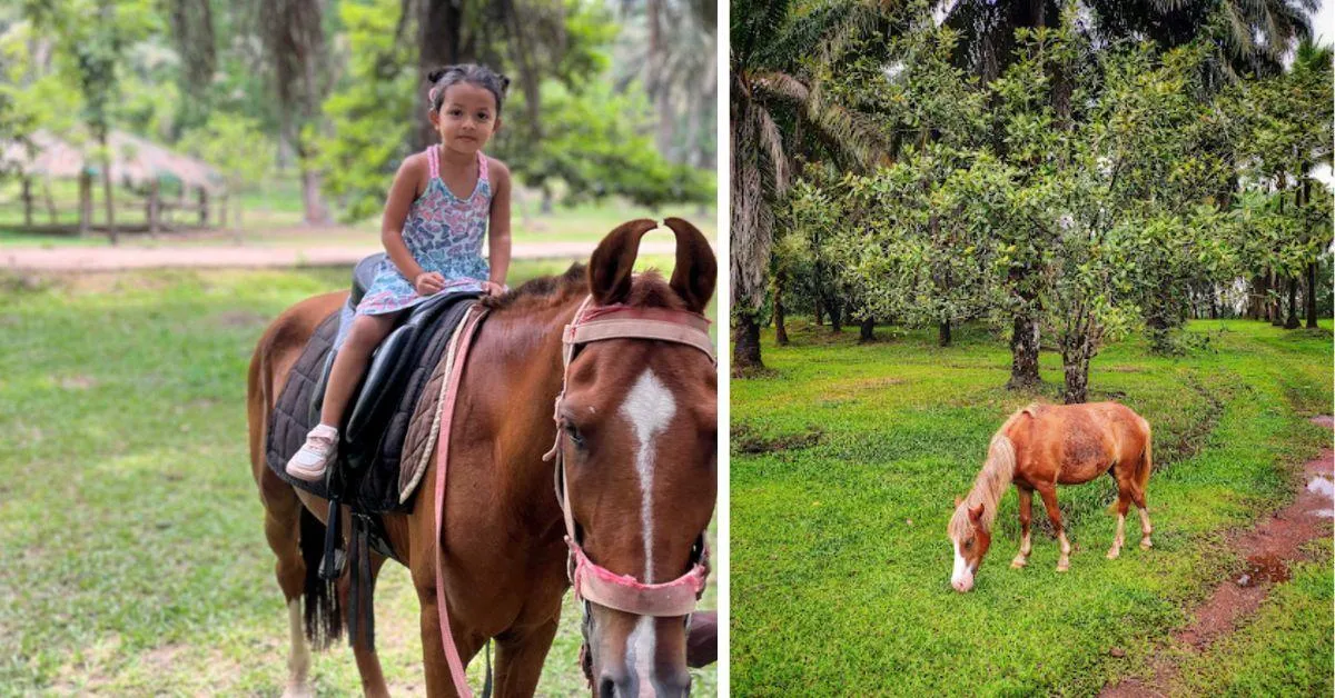 Pala Farms in Goa is a beautiful spot to picnic, treat your children to horse riding and give them the experience of being on a real farm