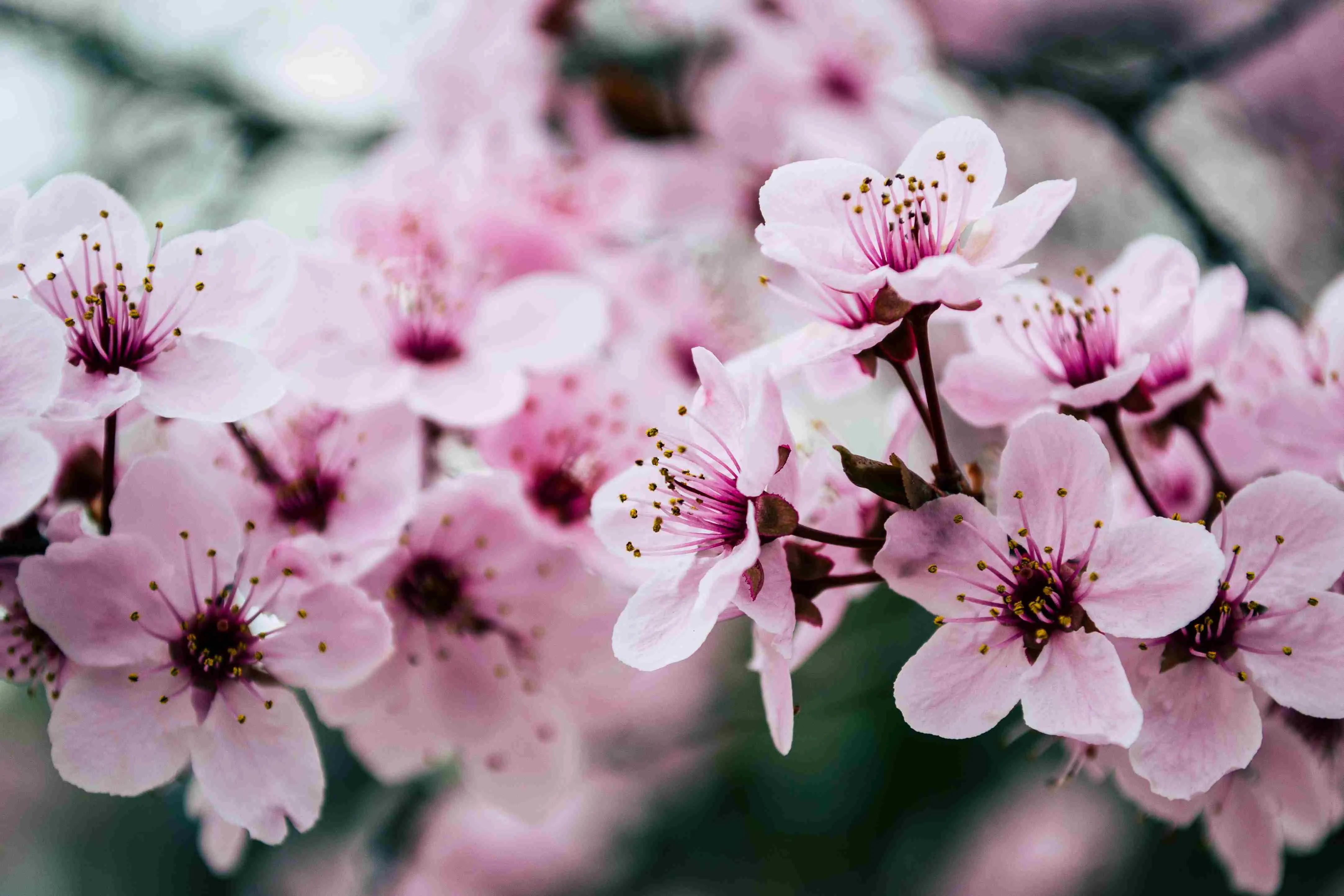 India’s Sakura graces the Kashmir Valley in the early summer, painting the landscape in soft pinks and whites