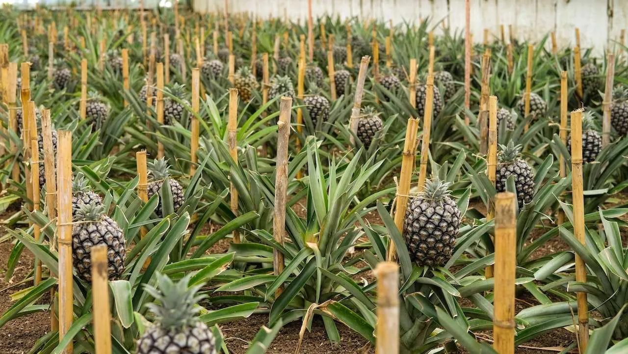 It is important to select the right variety of pineapple for better yield