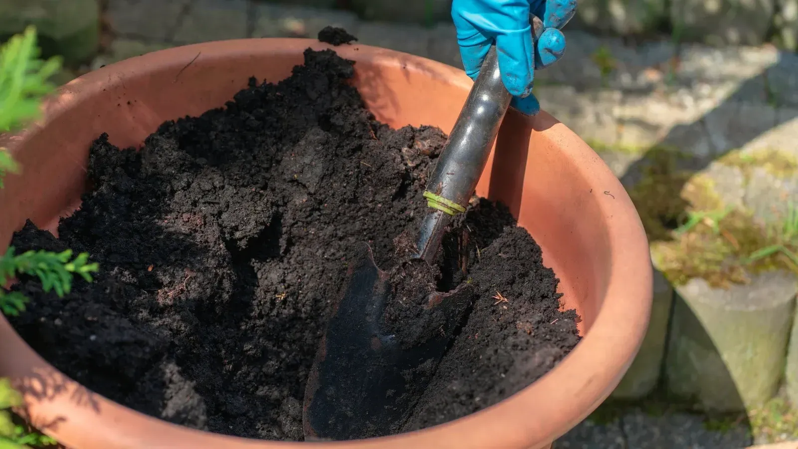 Well-draining soil helps to prevent root rot so gardeners should focus on that