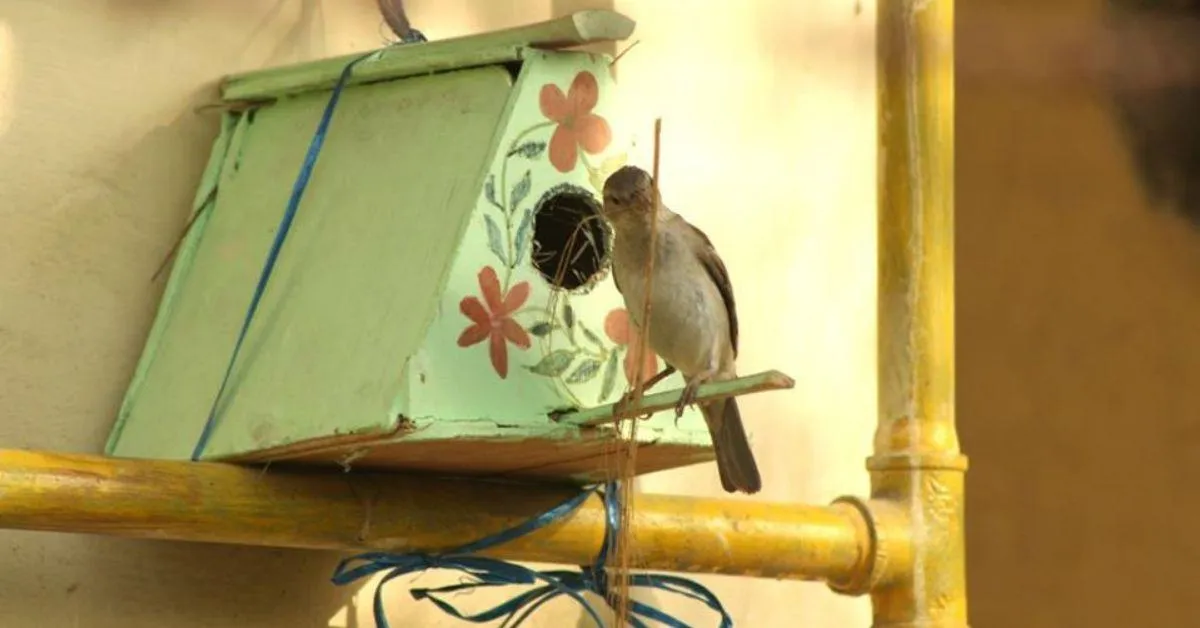 Rakesh Khatri has set up over seven lakh nests across India's urban landscape hoping that it will bring back the sparrow populations 