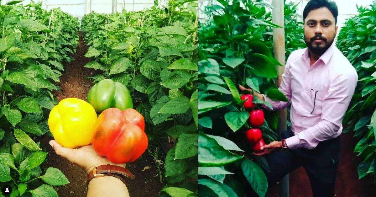 Suhas trains farmers to grow broccoli, Chinese cabbages, capsicums, iceberg lettuce, and much more. 