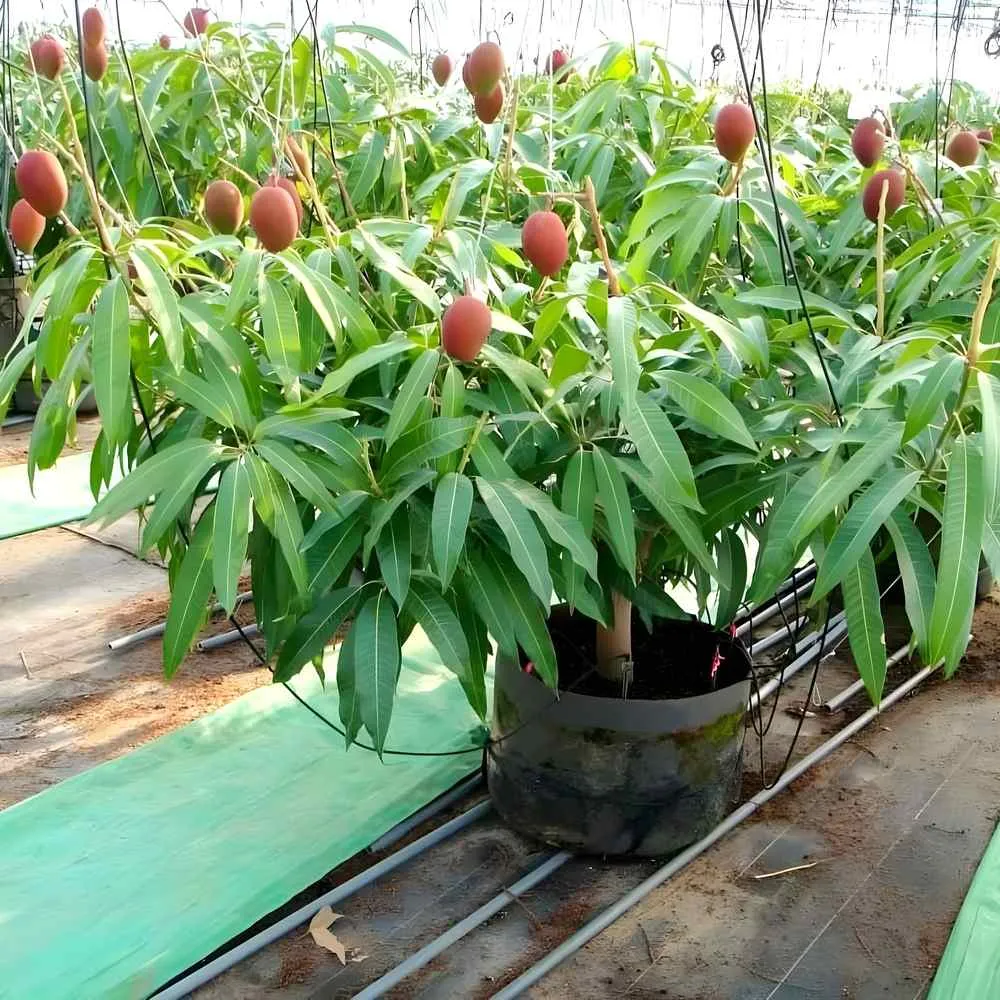 Miyazaki mango trees need 6-8 hours of direct sunlight