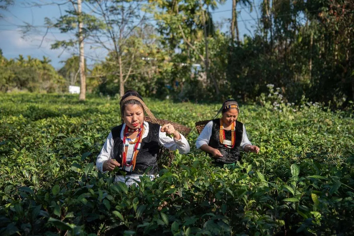 Assam tea