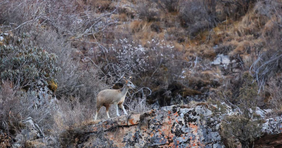 In Search of Kasturi is a documentary film that traces the journey of the musk deer in the Himalayan highlands