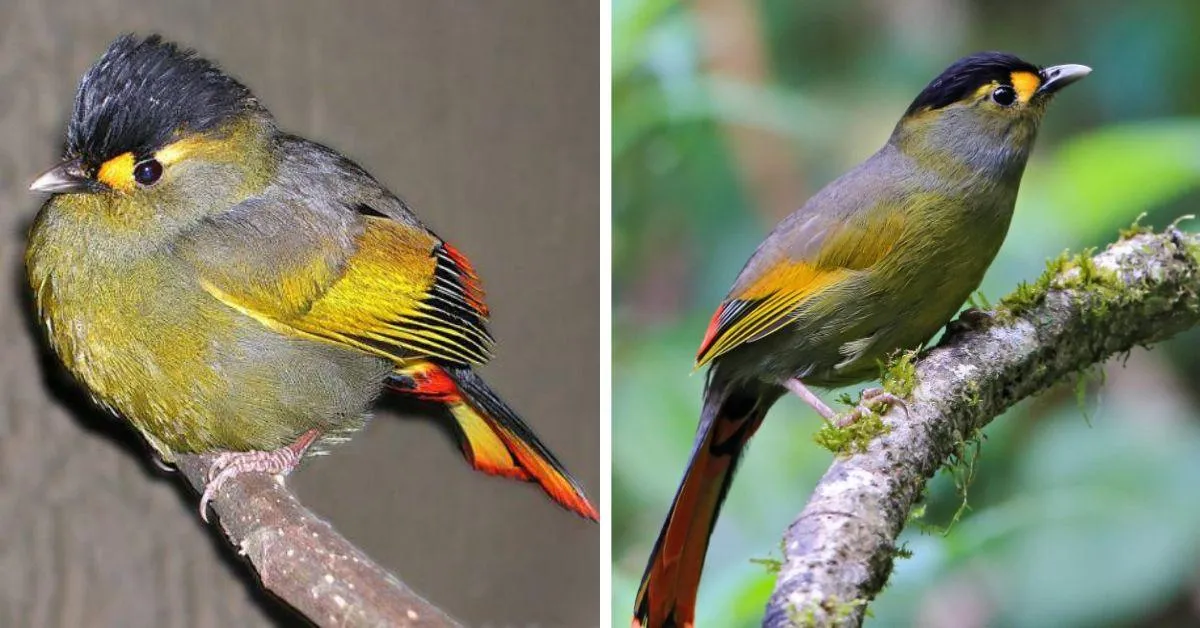The Bugun Liocichla is only found in a certain area of Arunachal Pradesh and can be identified by its plumage,