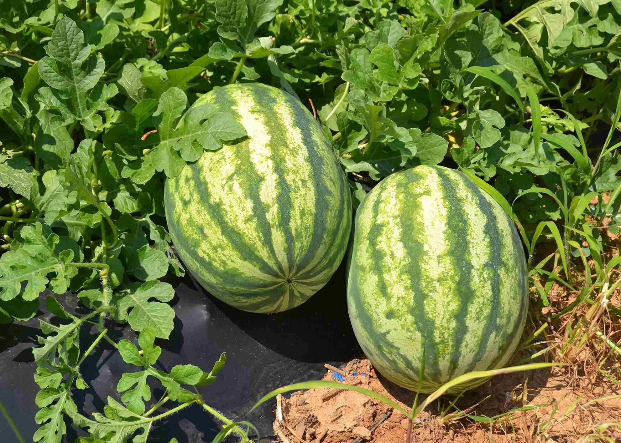 You can tap the watermelon, and if it produces a hollow sound, it is ready to be harvested