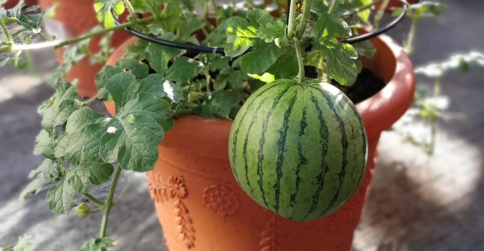 Water deeply at the base of the watermelon plant so that it reaches the roots