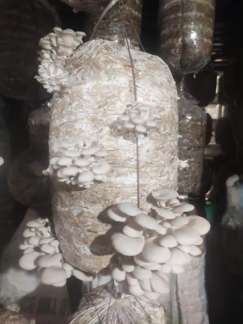 Choose your oyster mushroom seed from a trusted supplier 