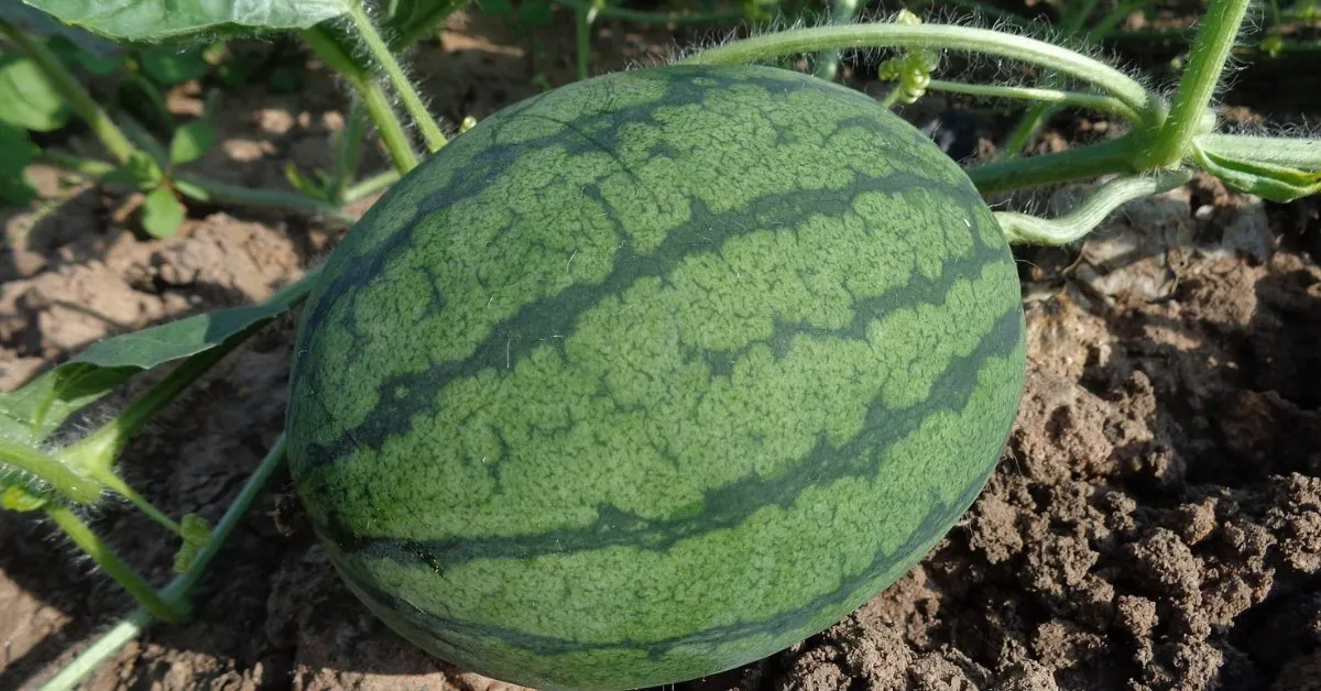watermelon growing guide