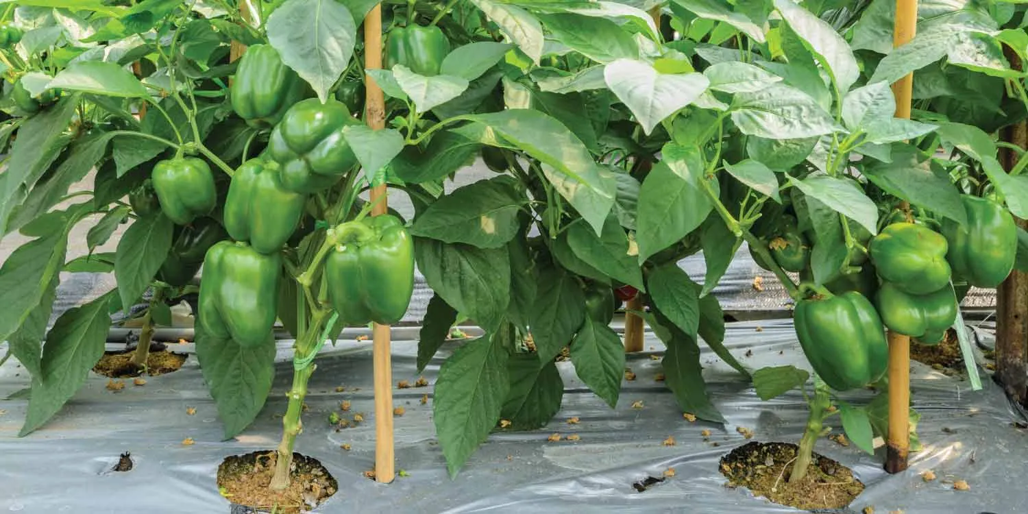Capsicum needs at least six hours of direct sunlight daily to become healthy