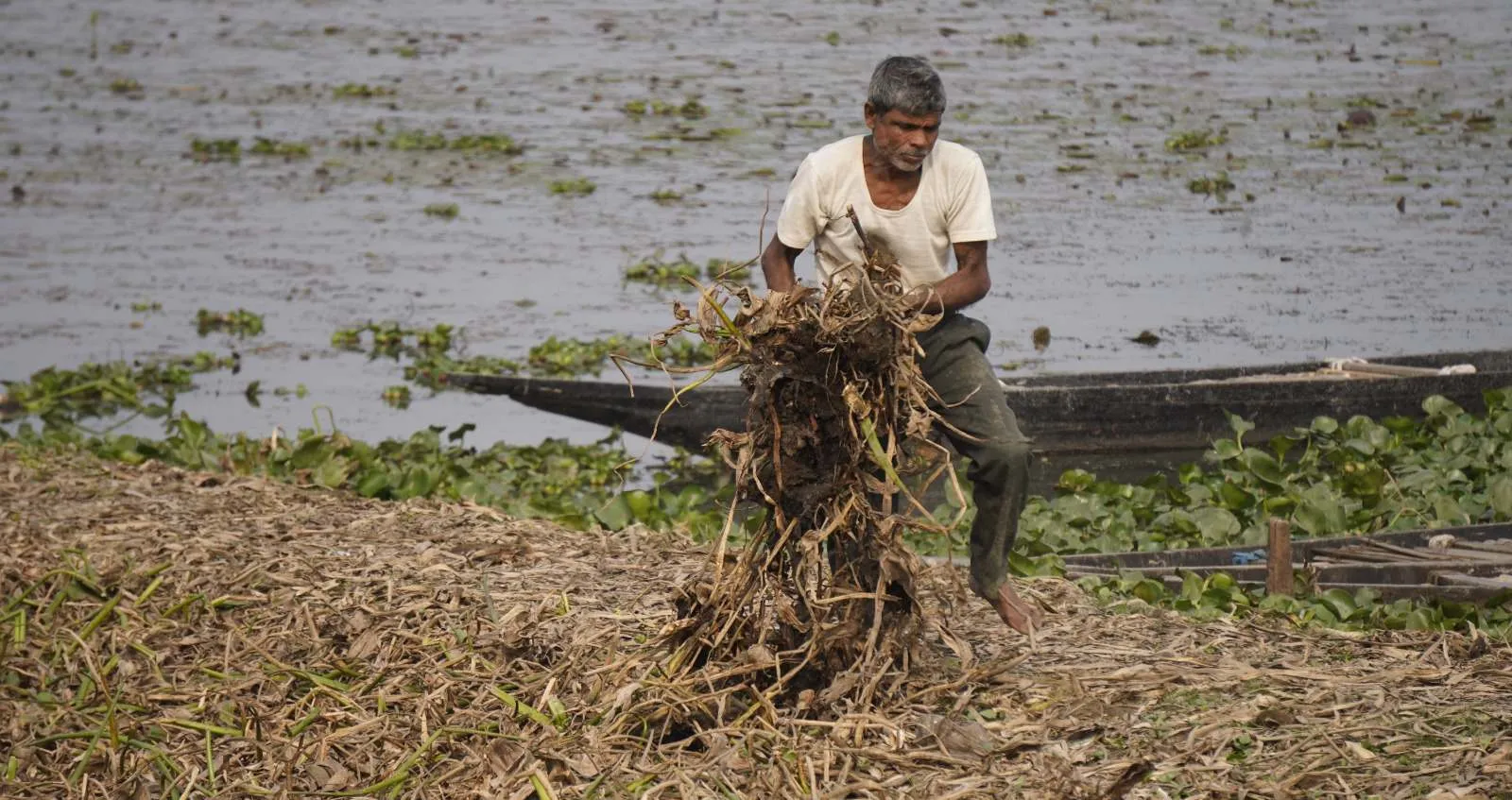Water hyacinth, often called the 'Terror of Bengal', chokes waterbodies across Assam and disrupts aquatic ecosystems.