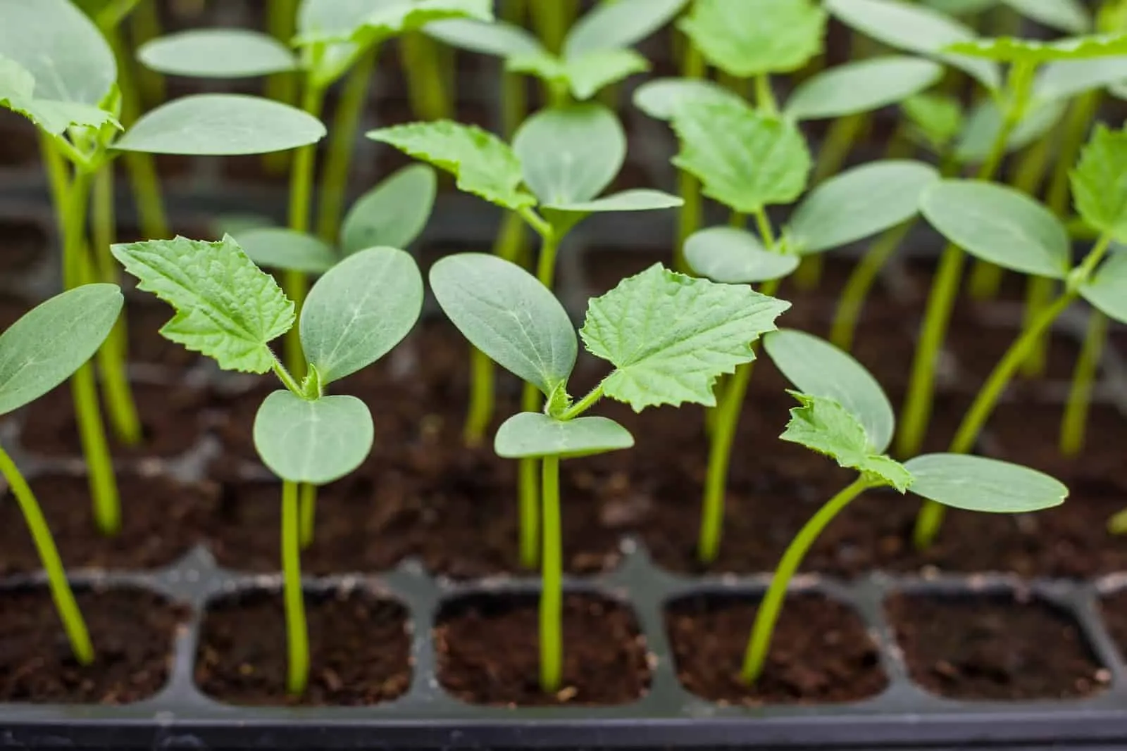 You can use small pots or grow bags to plant cucumbers in a small space