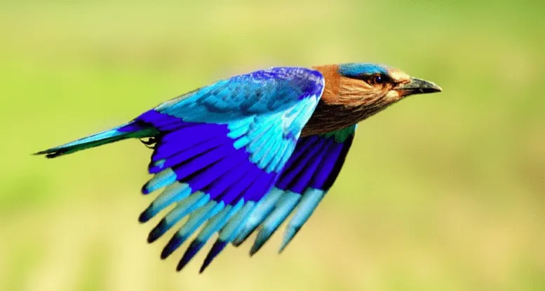 The Indian Roller is Telanga's state bird and a symbol of pride. Picture source: Greenverz