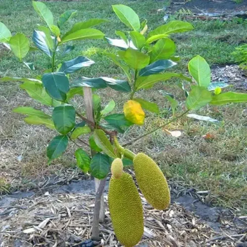 You must use organic and nutrient-rich soil for healthy growth of the jackfruit tree