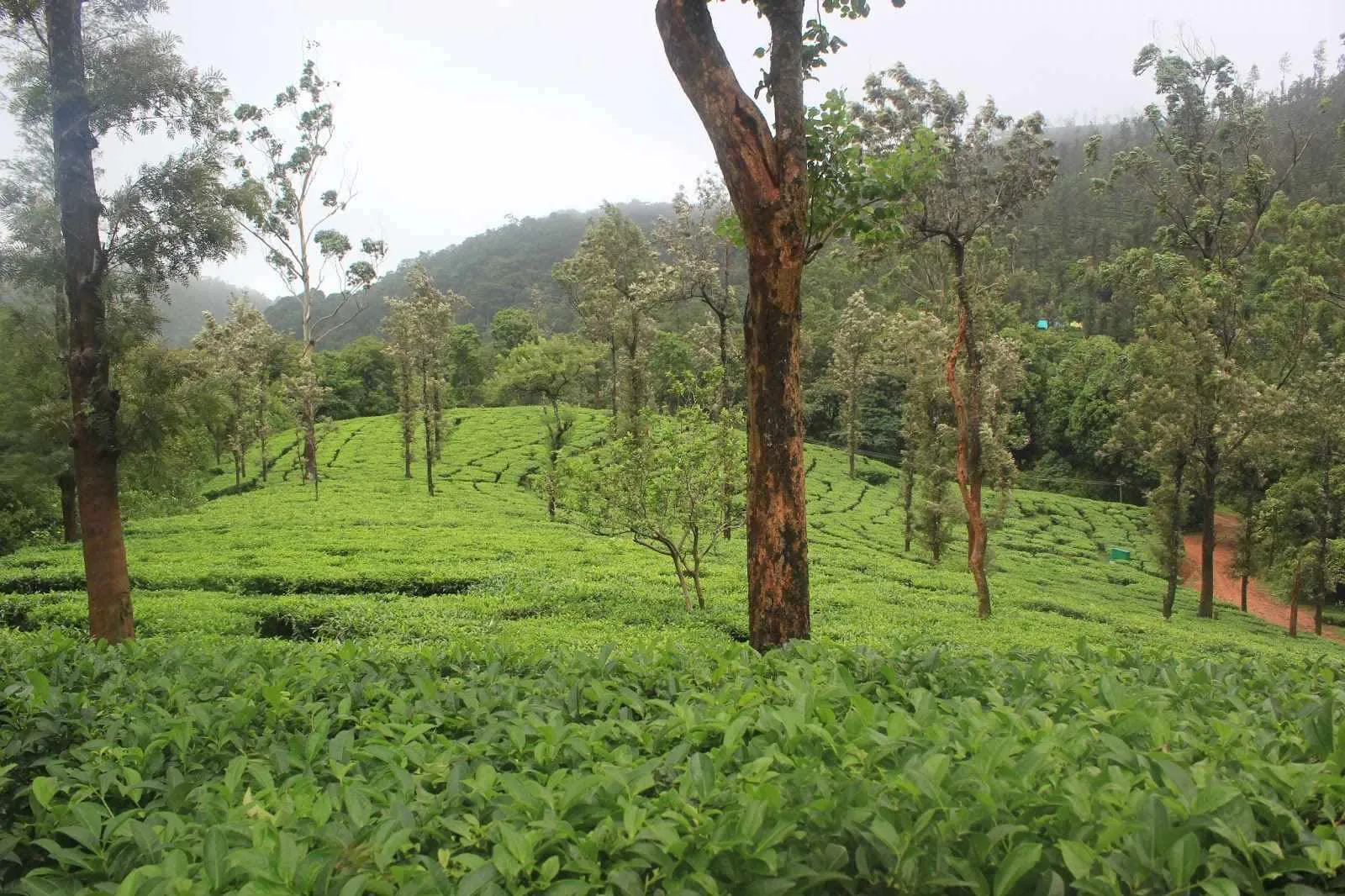 Wayanad is known for its biodiverse forests, wildlife sanctuaries, and organic farming communities
