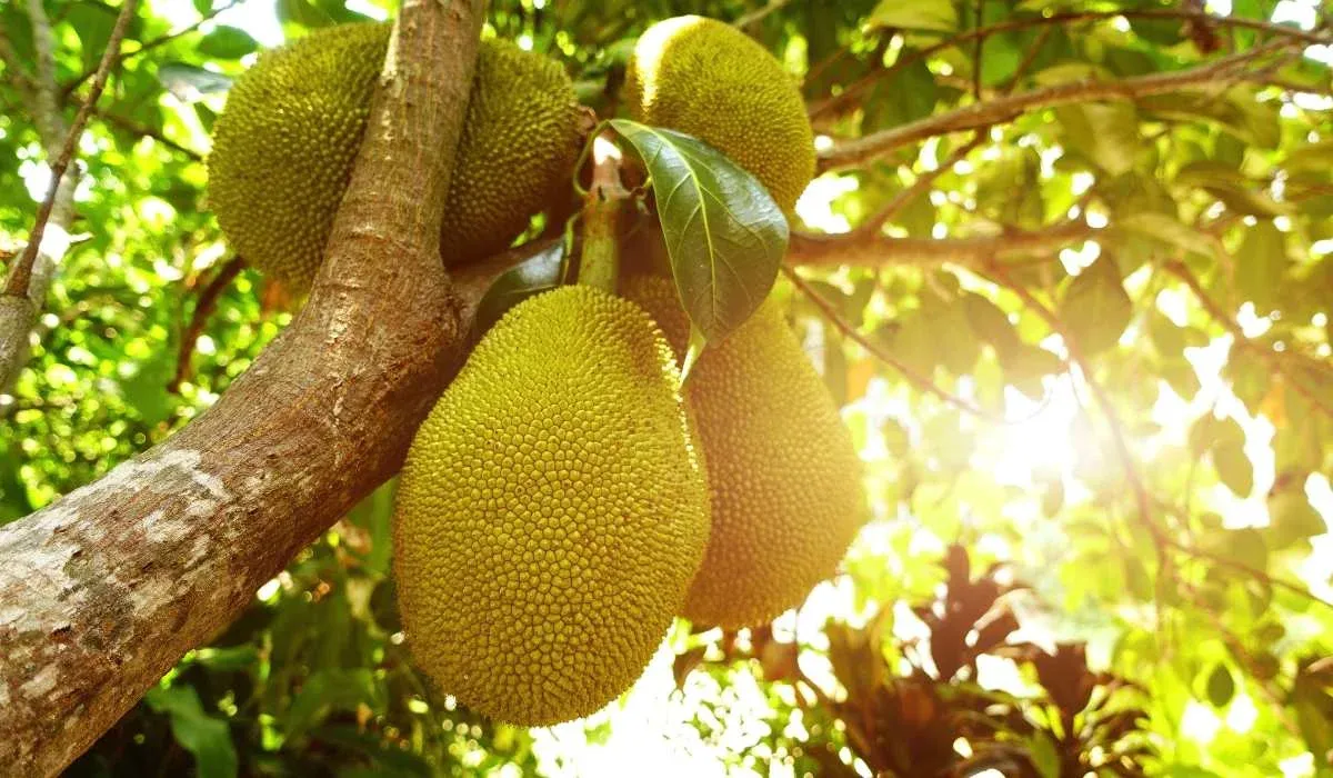 Jackfruit trees typically take three to five years to bear fruit