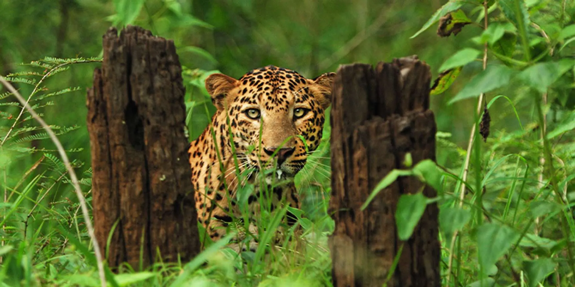 Wild Karnataka captures elusive tigers, herds of elephants, and hundreds of rare species, all brought to life with stunning aerial shots