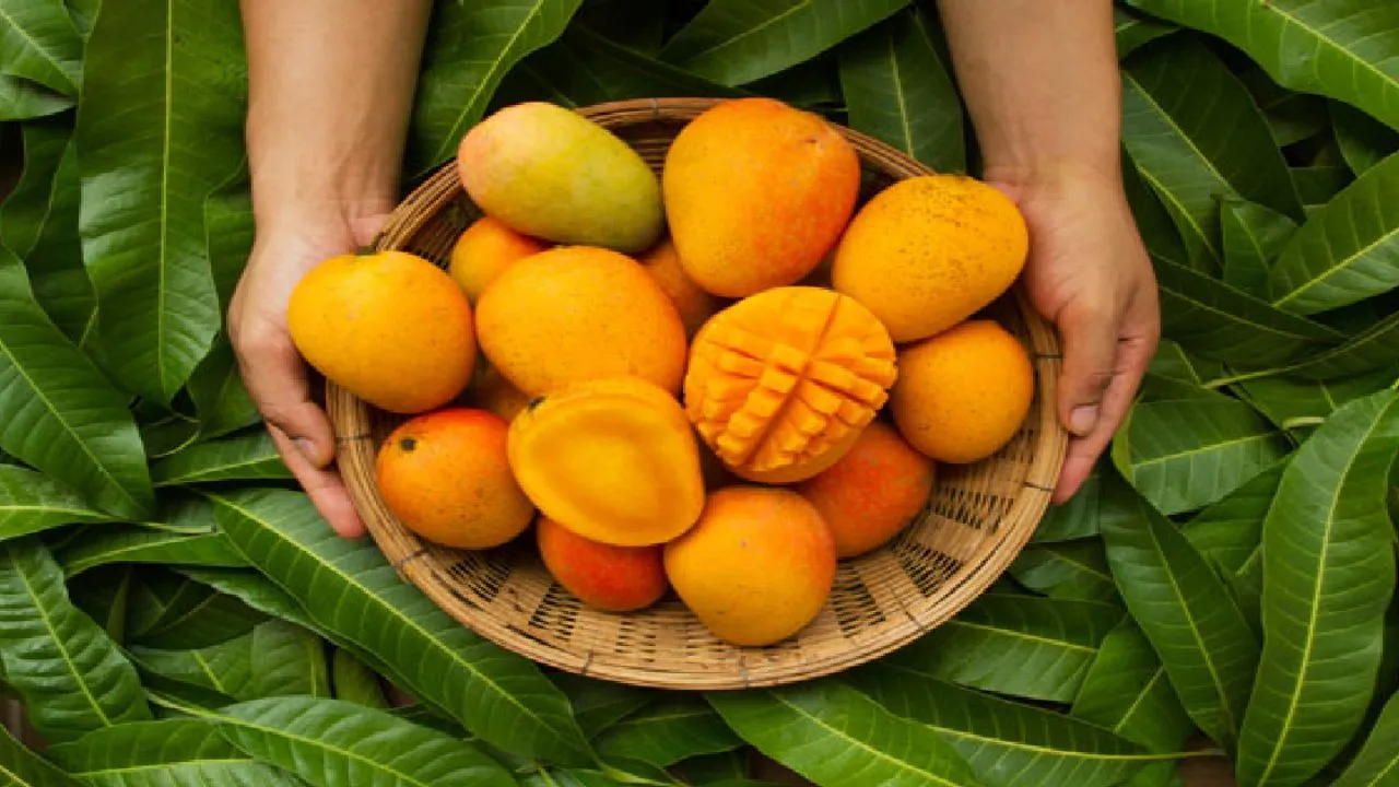 The Marathwada Kesar mango is shaped by the region's specific soil and weather conditions