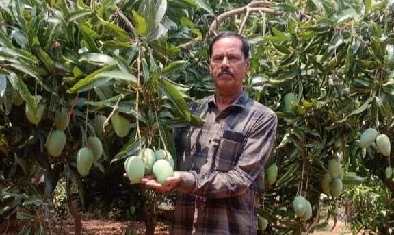 Koppal kesar mango variety<br />
