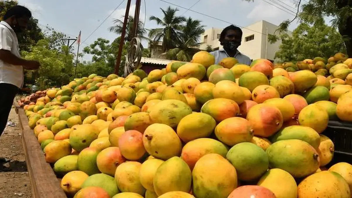 The Karsiri portal is easy to navigate and offers a wide selection of mango varieties