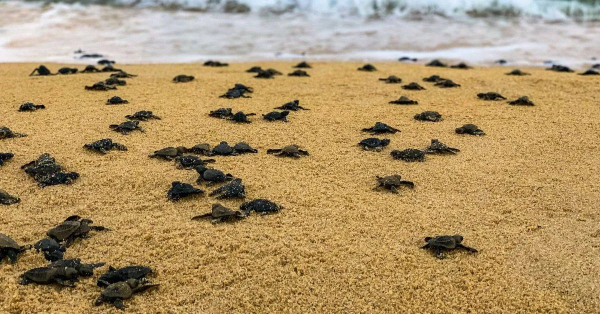 Hatchlings on the shore.