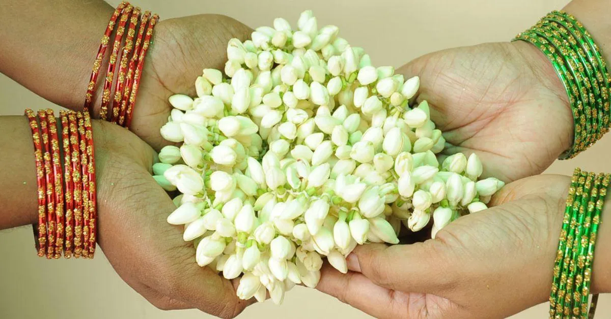jasmine flowers