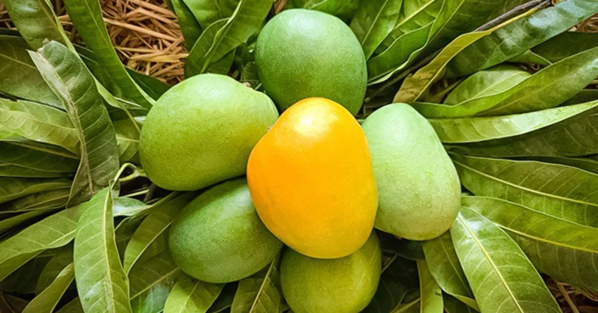 Salem Mangoes Tamil Nadu