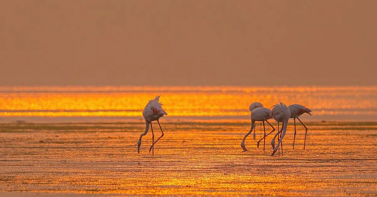flamingos during sunset