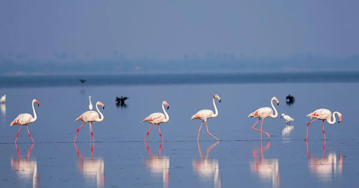 flamingos standing on a straight line