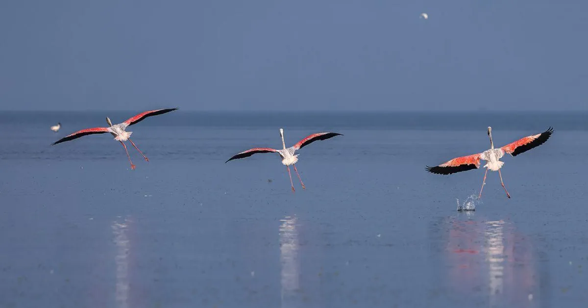 flamingos leaving the lake