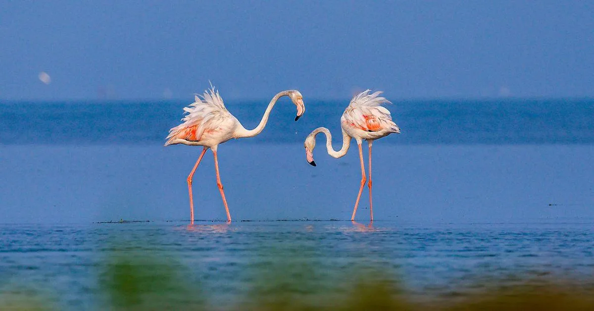 2 flamingos in the lake