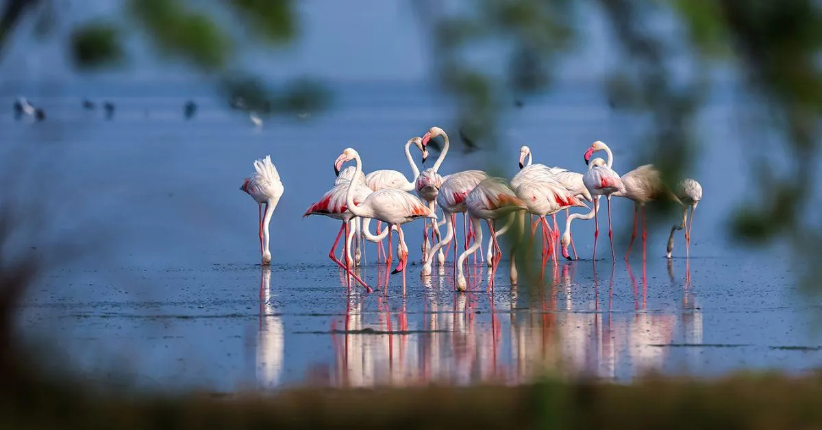 a group of flamingos