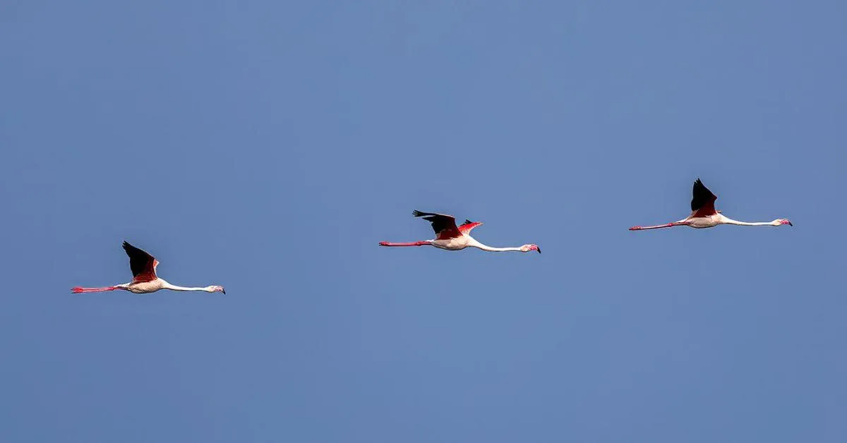 flamingos flying in the sky