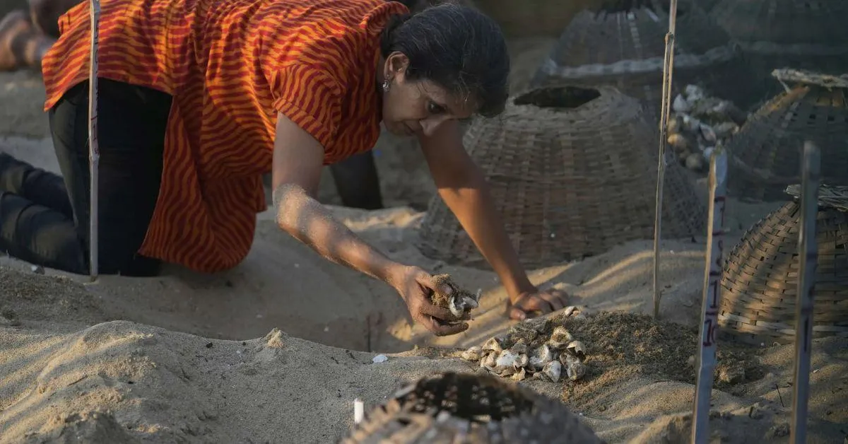 Akila clearing the waste post hatchling release