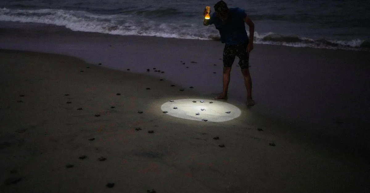 a volunteer using torch light to guide the hatchlings.