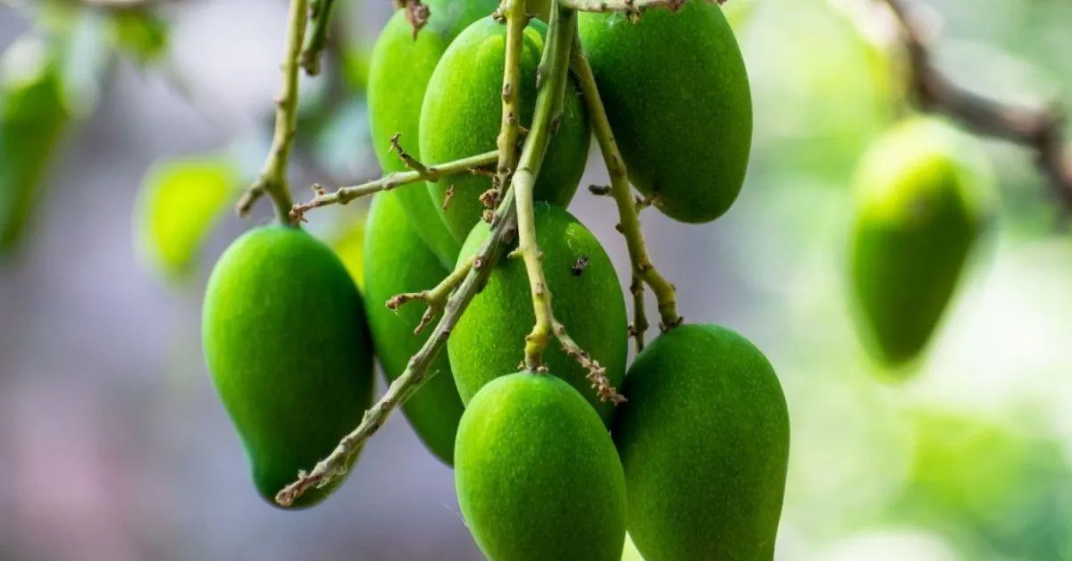 kannimanga from Kerala