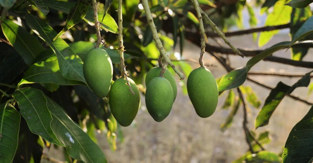 mangoes in the tree.