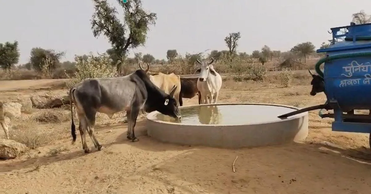cow drinking water from the pond