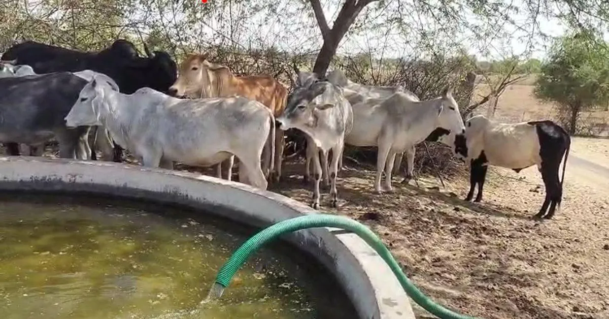 cows quenching their thirst from the water facility
