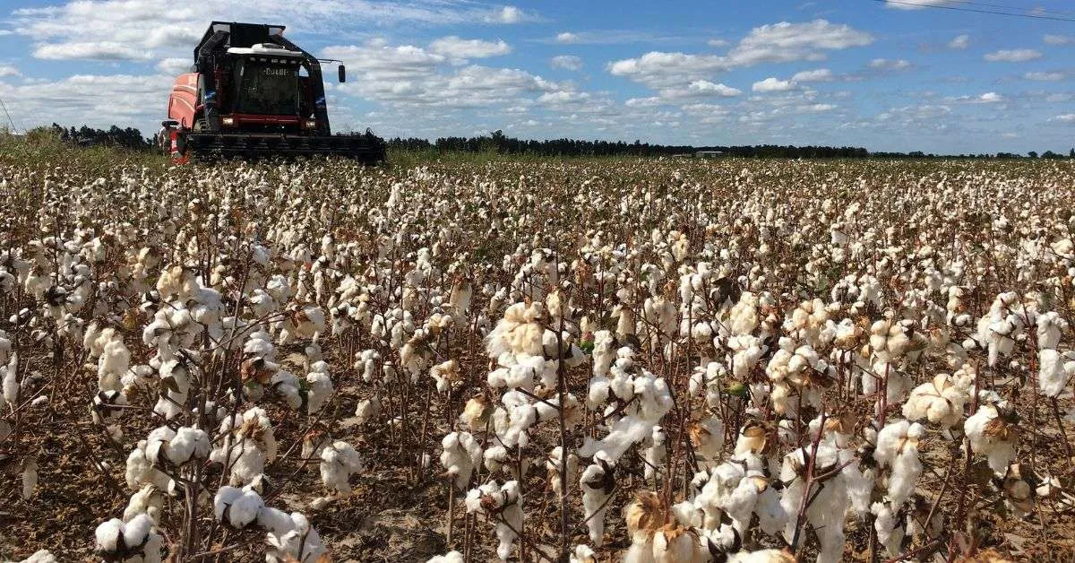 cotton from Yavatmal.