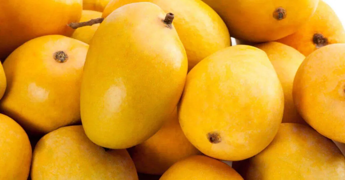 Alphonso mangoes from Raigad