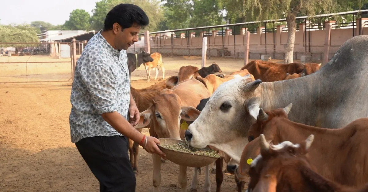 The bulls at Nandishala are fed with fresh, chemical-free fodder grown on the shelter’s own organic farm.